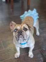 Bleu, a female French Bulldog for sale in St. Louis, MO – 6 of 8
