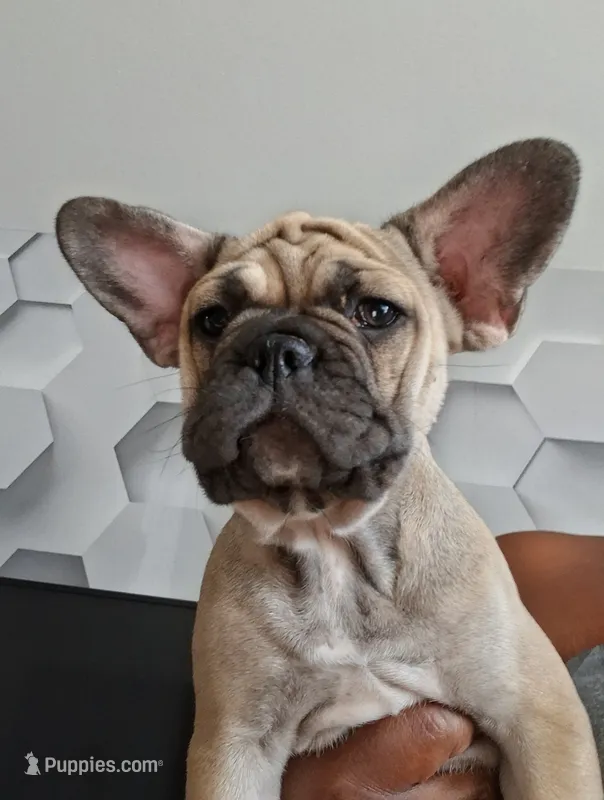 Baby – French Bulldog puppy for sale in St. Louis, MO