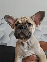 Baby*SALE, a female French Bulldog for sale in St. Louis, MO – 3 of 9