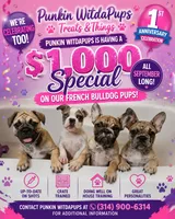 Ocean*SALE, a female French Bulldog for sale in St. Louis, MO – 2 of 9
