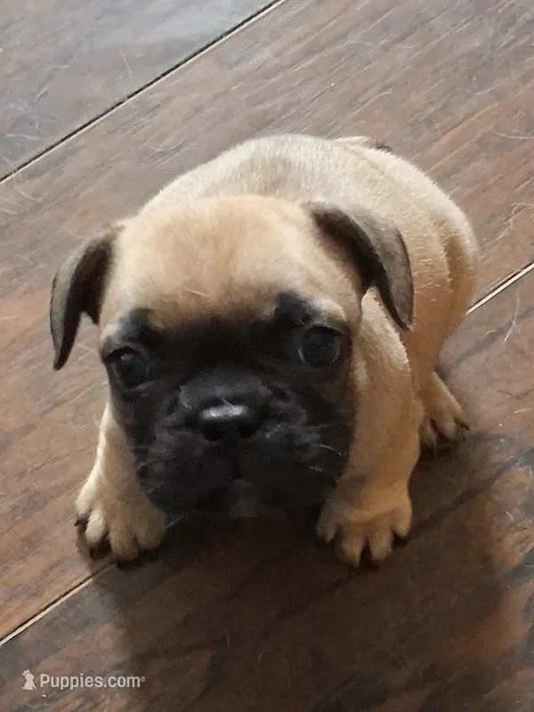 Royal – French Bulldog puppy for sale in St. Louis, MO