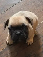 Royal, a female French Bulldog for sale in St. Louis, MO – 3 of 7