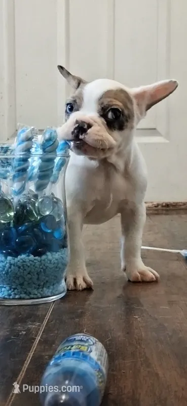 Arctic – French Bulldog puppy for sale in St. Louis, MO