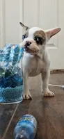Arctic, a female French Bulldog for sale in St. Louis, MO – 1 of 7