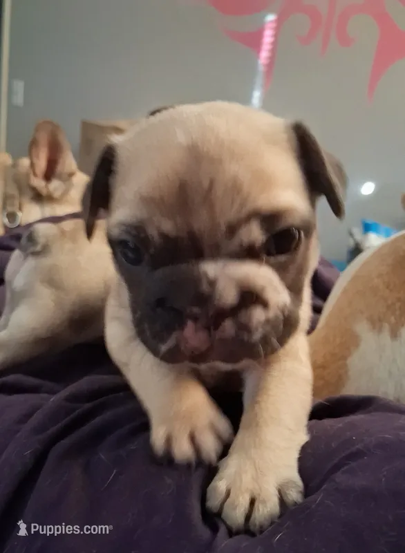 Ocean – French Bulldog puppy for sale in St. Louis, MO