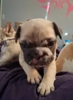Ocean, a female French Bulldog for sale in St. Louis, MO – 3 of 7