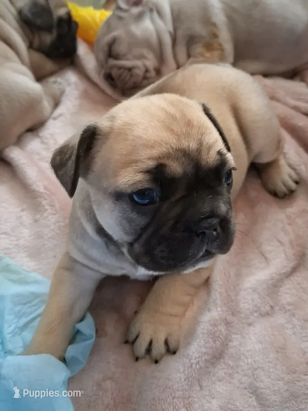 Baby – French Bulldog puppy for sale in St. Louis, MO