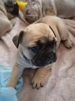 Baby, a female French Bulldog for sale in St. Louis, MO – 3 of 9