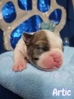 Artic, a female French Bulldog for sale in St. Louis, MO – 3 of 3
