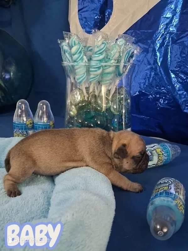 Baby – French Bulldog puppy for sale in St. Louis, MO
