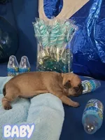 Baby, a female French Bulldog for sale in St. Louis, MO – 1 of 2