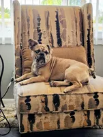 Bleu, a female French Bulldog for sale in St. Louis, MO – 2 of 8