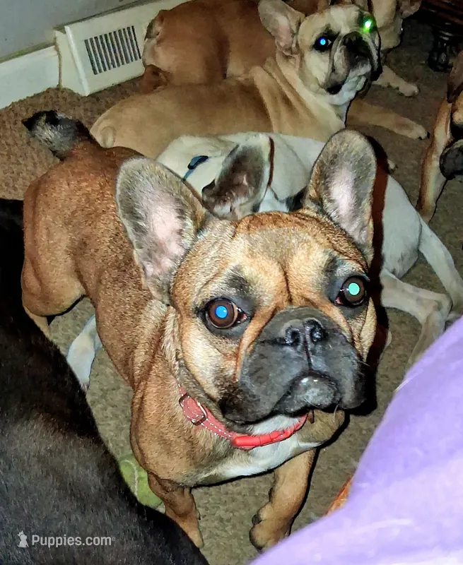 Nugget – French Bulldog puppy for sale in St. Louis, MO