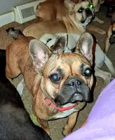 Nugget, a female French Bulldog for sale in St. Louis, MO – 1 of 2