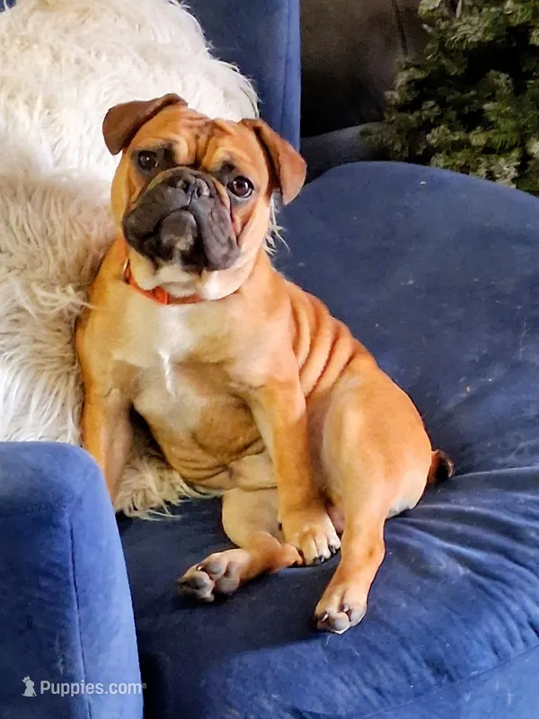 Maximilian – French Bulldog puppy for sale in St. Louis, MO