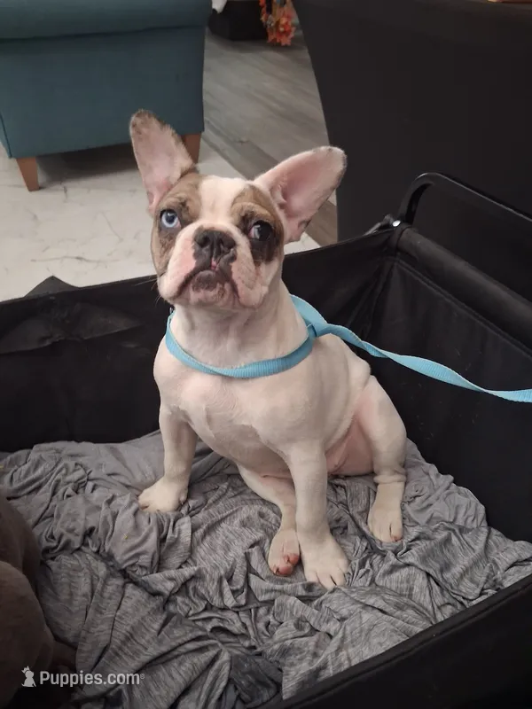 Storm – French Bulldog puppy for sale in St. Louis, MO