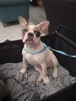 Storm, a female French Bulldog for sale in St. Louis, MO – 1 of 10