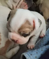 Arctic, a female French Bulldog for sale in St. Louis, MO – 2 of 7