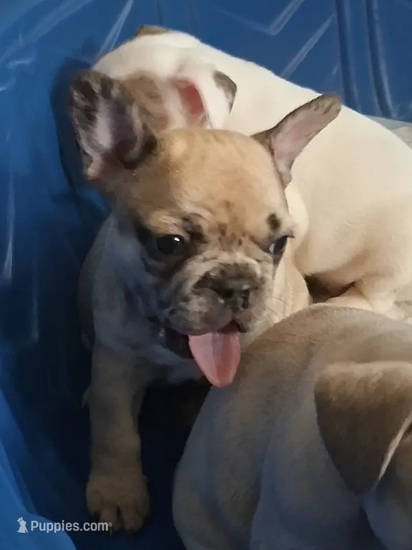 Denim – French Bulldog puppy for sale in St. Louis, MO