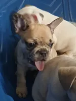 Denim, a female French Bulldog for sale in St. Louis, MO – 3 of 8