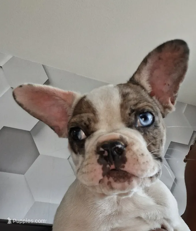 Arctic – French Bulldog puppy for sale in St. Louis, MO