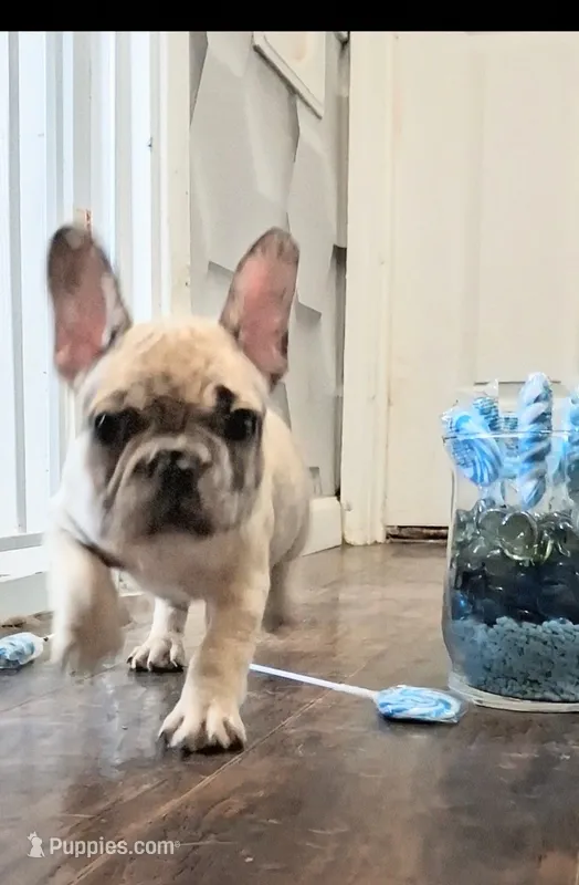 Denim – French Bulldog puppy for sale in St. Louis, MO