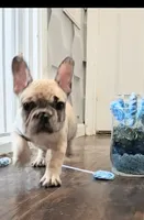 Denim, a female French Bulldog for sale in St. Louis, MO – 1 of 8