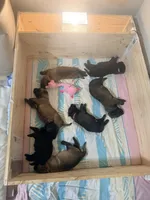 Puppy A, a female Belgian Malinois for sale in Tampa, FL – 3 of 10