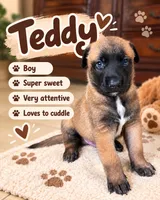 Teddy, a male Belgian Malinois for sale in Tampa, FL – 2 of 5