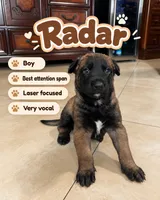 Radar , a male Belgian Malinois for sale in Tampa, FL – 2 of 4