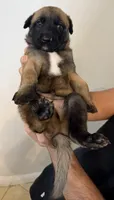 Teddy, a male Belgian Malinois for sale in Tampa, FL – 5 of 5