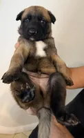 Teddy, a male Belgian Malinois for sale in Tampa, FL – 4 of 5