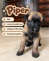 Piper, a female Belgian Malinois for sale in Tampa, FL – 2 of 2