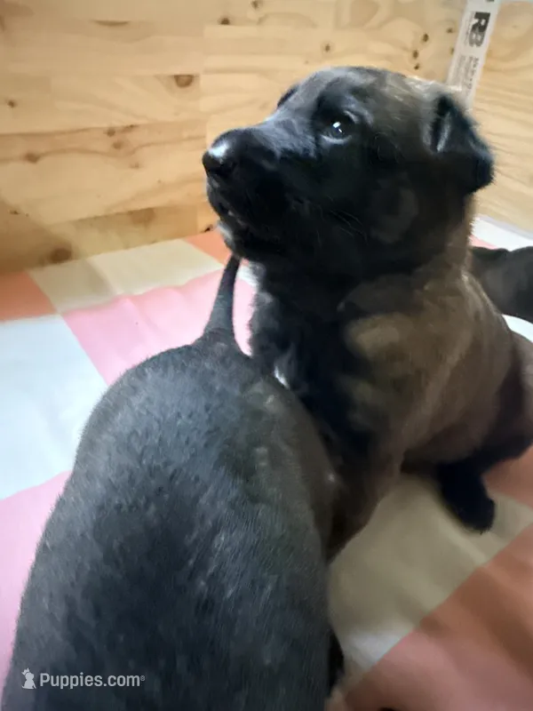 Belgian Malinois puppies available  – Belgian Malinois puppy for sale in Tampa, FL