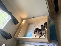 Puppy A, a female Belgian Malinois for sale in Tampa, FL – 8 of 10