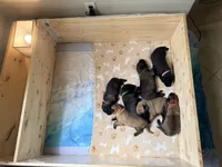 Belgian Malinois puppy B, a male Belgian Malinois for sale in Tampa, FL – 9 of 10