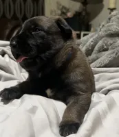 Belgian Malinois puppy B, a male Belgian Malinois for sale in Tampa, FL – 7 of 10