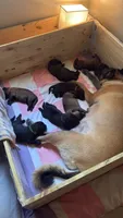 Puppy A, a female Belgian Malinois for sale in Tampa, FL – 10 of 10