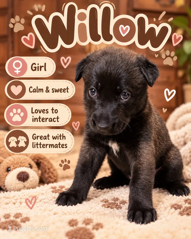 Willow  – Belgian Malinois puppy for sale in Tampa, FL