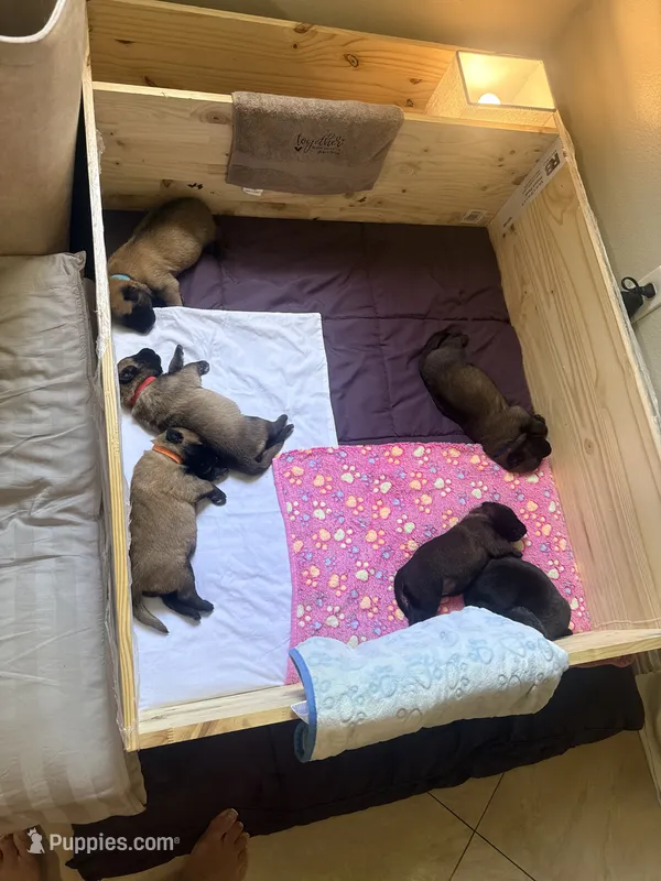 Belgian Malinois puppies  – Belgian Malinois puppy for sale in Tampa, FL