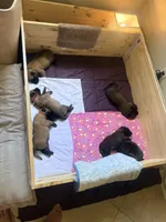 Belgian Malinois puppy B, a male Belgian Malinois for sale in Tampa, FL – 1 of 10