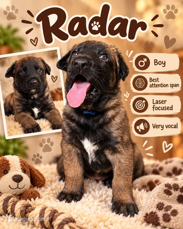 Radar  – Belgian Malinois puppy for sale in Tampa, FL