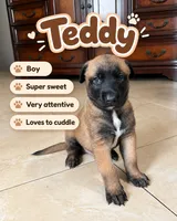 Teddy, a male Belgian Malinois for sale in Tampa, FL – 1 of 5