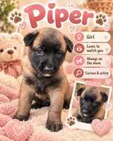Piper, a female Belgian Malinois for sale in Tampa, FL – 1 of 2