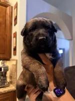 Radar , a male Belgian Malinois for sale in Tampa, FL – 3 of 4