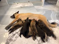Belgian Malinois puppy B, a male Belgian Malinois for sale in Tampa, FL – 8 of 10