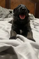 Puppy A, a female Belgian Malinois for sale in Tampa, FL – 2 of 10