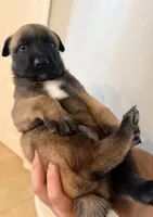 Teddy, a male Belgian Malinois for sale in Tampa, FL – 3 of 5