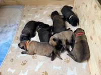 Belgian Malinois puppy B, a male Belgian Malinois for sale in Tampa, FL – 5 of 10