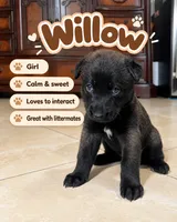 Willow , a female Belgian Malinois for sale in Tampa, FL – 2 of 2